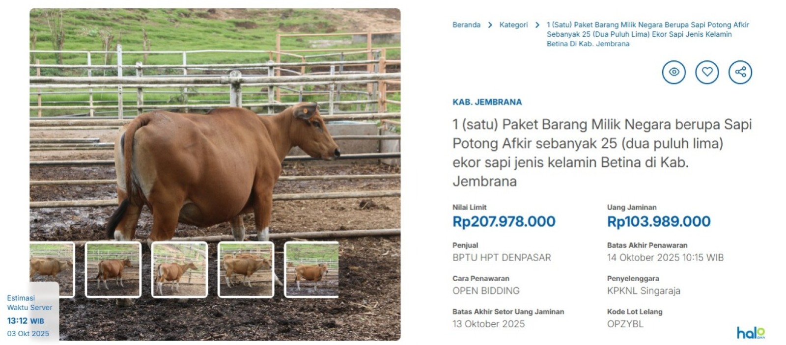 Pengumuman Lelang Sapi Afkir